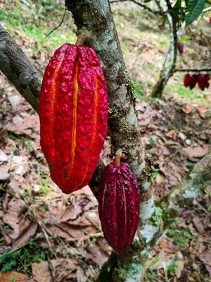 two red pods are hanging from a tree at Finca Rústica, Cocorná - Cacao, Charcos y Cascadas in Cocorná