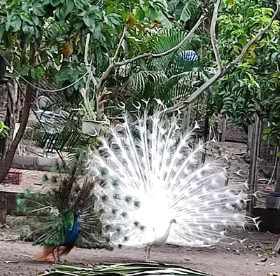 a peacock standing next to a peacock with its tail at Casa Bella in Honda