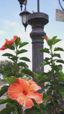 a street light with a flower next to a lamp post at Las Casas de Tomate in Guatapé