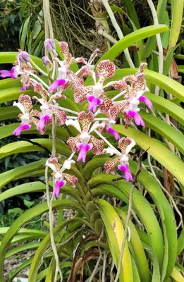 a bunch of purple and white flowers on a plant at Cabaña en Copacabana Antioquia, cerca a Medellín in Copacabana