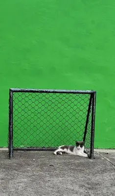a cat laying on the ground next to a fence at Cabaña en Copacabana Antioquia, cerca a Medellín in Copacabana