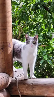 a gray and white cat standing on a wooden porch at Cabaña en Copacabana Antioquia, cerca a Medellín in Copacabana