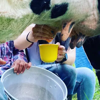 a woman feeding a cow from a yellow bowl at Hostal Las Hamacas,Habitación #5 in Villamaría