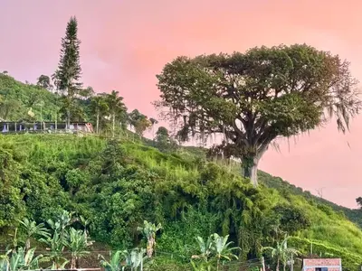 a tree on the side of a hill at Casa Irene in Chinchiná