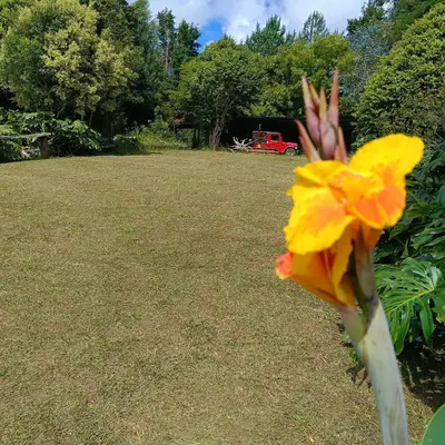 a yellow flower in the middle of a yard at Cabañas - 5 Continentes Cerca Metrocable ARVI in Guarne