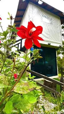 a red flower in front of a house at Cabaña Blanca Guarne cerca a Metrocable ARVI in Guarne