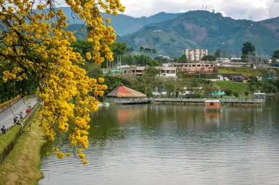 a tree with yellow flowers next to a body of water at Hummingbird in Chinchiná
