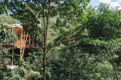 a tree house in the middle of the forest at Casa Borojó, Refugio Natural Jacaranda in Cocorná