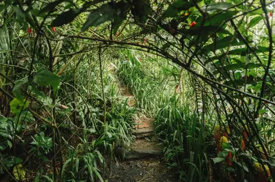a garden with a dirt path with plants at Casa Borojó, Refugio Natural Jacaranda in Cocorná
