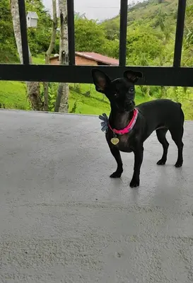 a small black dog standing on a porch at Refugio Tororoi in Copacabana