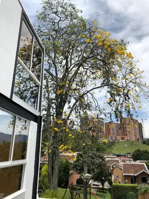 a tree with yellow leaves in front of a building at Mini Loft in Envigado in Envigado