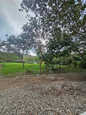 a tree in a field with rocks and trees at Don tranquilo in Concepción