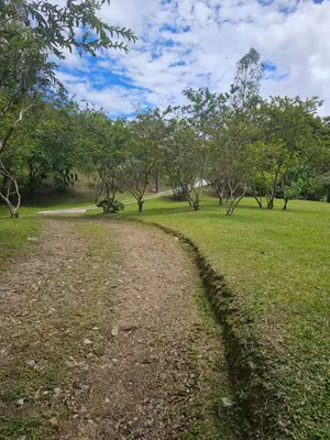 a dirt road in a field with trees at Don tranquilo in Concepción