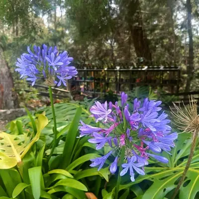 a group of purple flowers in a garden at HOSTAL - COLIVING - Cerca MetroCable ARVI in Guarne