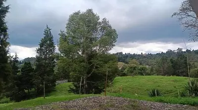 a green field with a tree on a hill at HOSTAL - COLIVING - Cerca MetroCable ARVI in Guarne