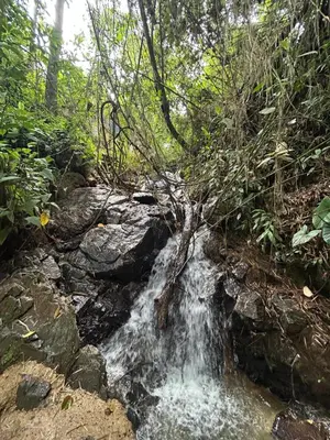 a stream of water with a tree in the middle at Cabaña Selvática y Manantiales, San Miguel Guarne in Guarne