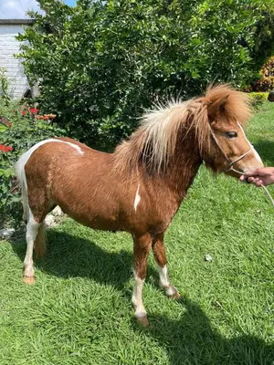 a brown and white pony standing in the grass at La mejor vista del eje cafetero en el Chalet La Gitana in Marsella