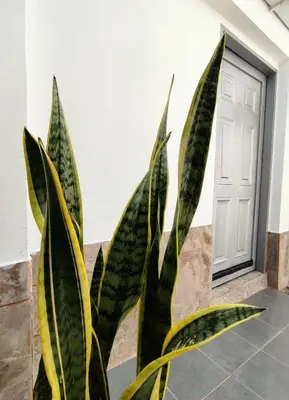 a plant in front of a door at Alojamiento Betina in Salamina