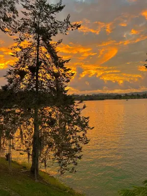 a tree on the shore of a lake at sunset at El Trebol in Guatapé