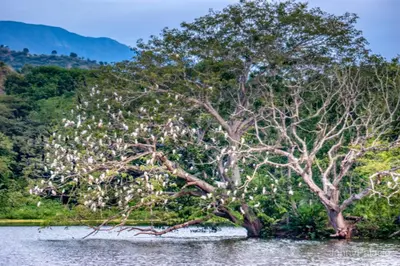 a tree with white birds on it in the water at Hostería Florida Tropical in Santa Fe de Antioquia
