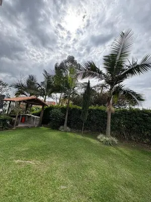 a yard with palm trees and a gazebo at Casa San Antonio de Pereira in Rionegro