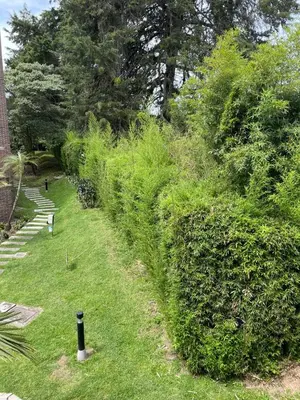 a garden with green bushes and trees and a fence at Suite Casa Grande in Rionegro