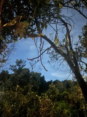 a view through the trees on the way at Bosque Encantado Story in Medellín