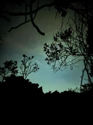 a starry night with trees and a windmill at Bosque Encantado Story in Medellín