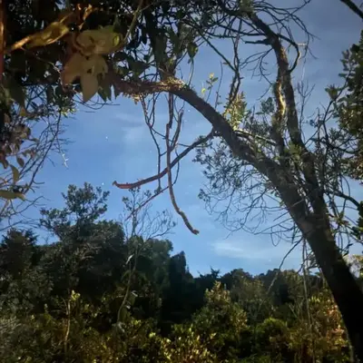 Bosque Encantado Story