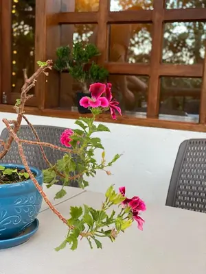 a table with a blue vase with pink flowers on it at Finca a 3 minutos aeropuerto jmc in Rionegro