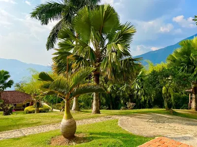a palm tree in a vase in a park at Outstanding FarmHouse jacuzzi & pool near Medellin in Venecia