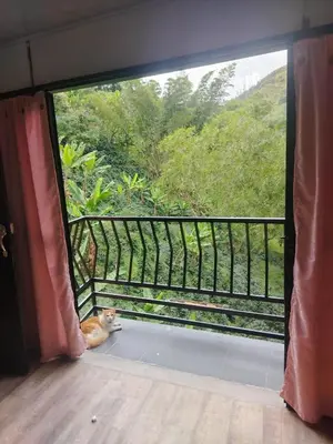 a cat sitting on a balcony looking out a window at Squirrel and bird watching in Fresno