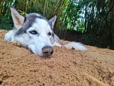 a husky dog is laying in the sand at OSIMiRI CUERVOS in San Rafael