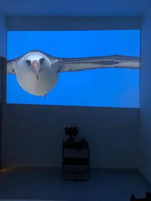 a white bird flying over a blue screen at Apartmento a una cuadra del aprque principal in San Rafael
