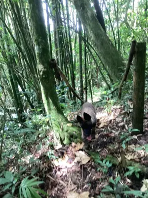 a dog standing in the woods near a tree at Las Hamacas Mountain Hostal zona de camping in Villamaría