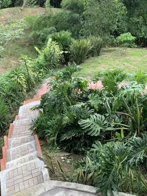 a garden with brick steps and plants at Eco Finca El Guadual - casa completa in Manizales