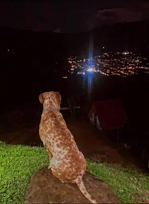 a dog sitting on a rock looking at a city at night at Hotel Cabañas Villa Loe Jardín in Jardin