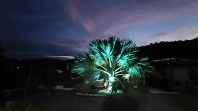 a palm tree at night with green lights at finca hotel ganbaru