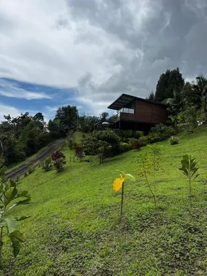 a yellow flower in a field in front of a house at Gampling el Cielo los pinos in Rionegro