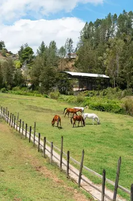 a group of horses grazing in a field at Sahara Lodge Nature, Design Arabian Horses in El Retiro