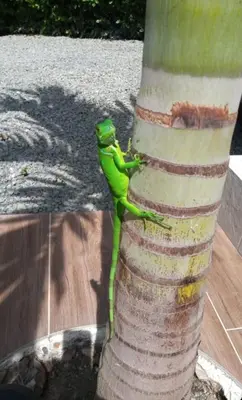 a green lizard climbing on the side of a tree at La Fonte di Luce in Santa Fe de Antioquia