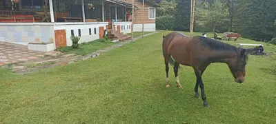 a brown horse standing in the grass in a yard at Las Jodelinas in Guarne