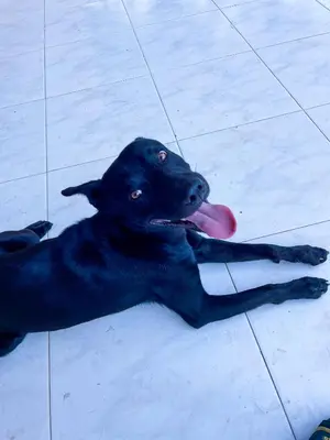 a black dog laying on the floor with a frisbee in its mouth at Casa Hotel Villa Sabrosura in Mariquita