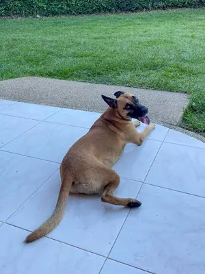a dog laying on a sidewalk with its tongue out at Casa Hotel Villa Sabrosura in Mariquita