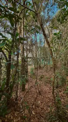 a forest with trees and leaves on the ground at Lodge Kumbre Santa Elena Bosque Privado in Medellín