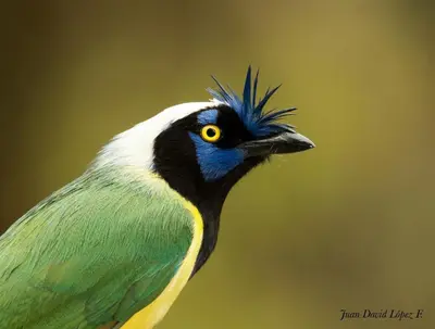 a bird with a blue and green feathers on its head at Lodge Kumbre Santa Elena Bosque Privado in Medellín