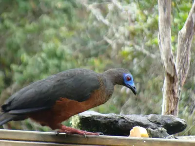 a bird standing on top of a piece of wood at Lodge Kumbre Santa Elena Bosque Privado in Medellín