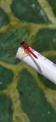 a dragonfly sitting on top of a white cigarette at Madremonte Santa Elena finca con cabaña para 2 con piscina natural in Medellín