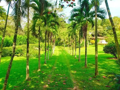 a row of palm trees on a green lawn at Finca - Paraiso in Medellín