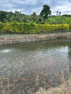 a body of water with a bunch of fish in it at Finca Pacora in Palestina